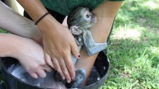 baby monkey having a bath [upl. by Buckden657]