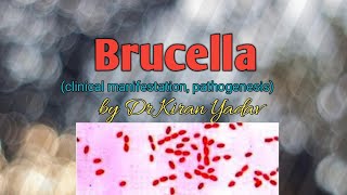 Microbiology lectureBrucella  disease symptoms pathogenesisBrucella microbiology [upl. by Saretta266]