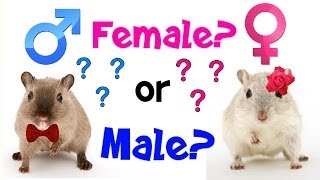 How To Determine Your Gerbils Gender [upl. by Sigismund]