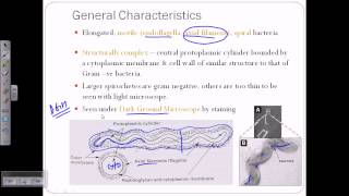 Spirochetes introductiion [upl. by Esya83]