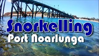 Snorkelling at Port Noarlunga South Australia [upl. by Atinyl]