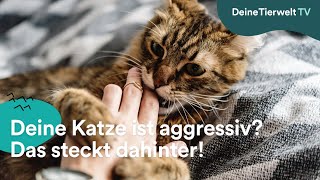 Deine Katze ist aggressiv Das steckt dahinter [upl. by Nikkie]