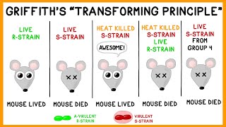 Griffiths Experiment Bacterial Transformation [upl. by Broder]