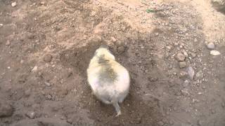 Prairie Dog Digging [upl. by Nileek328]