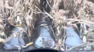 Gleaner F2 in 300 bushel corn [upl. by Etsirk]