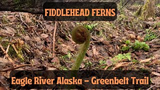 How To Harvest amp Cook Fiddlehead Ferns in Alaska [upl. by Ahtreb404]