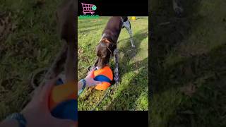 Chuckit Indoor Fetch Ball Dog Toy [upl. by Garda]