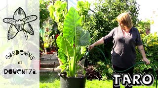 Repotting Giant Elephant Ears amp Care Guide  Alocasia macrorrhiza  giant taro [upl. by Megan]