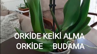 ORKİDE KEİKİ ALMAORKİDE BUDAMAOrkide Nasıl Çoğaltılır [upl. by Eenolem]