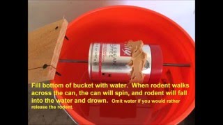 5 Gallon Bucket Mouse Trap [upl. by Zoller]