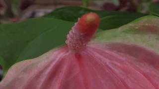 The beautiful Anthurium plant  This genus is native to the Americas [upl. by Blackmore]