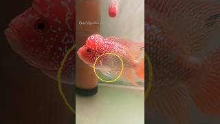 How to Do the Deworming deworming flowerhorn arowanakeepers [upl. by Aivonas249]