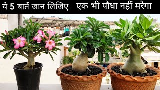 Adenium plant care in monsoon adenium potting soil adenium soggy caudex adenium bonsai [upl. by Crissie]