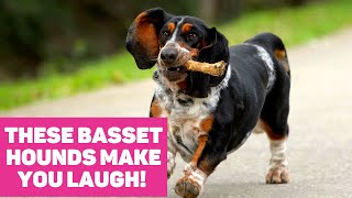 These Basset Hounds are Guaranteed to Make You Laugh [upl. by Budd]