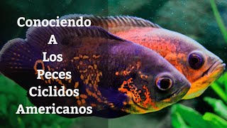 🔵 Peces Ciclidos Americanos De Centroamérica Y SudamericaGuía Básica De Peces Ciclidos Acuarios MB [upl. by Ragan]