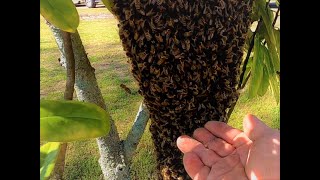 She Found This In Her Tree And Immediately Called Me [upl. by Apfelstadt]