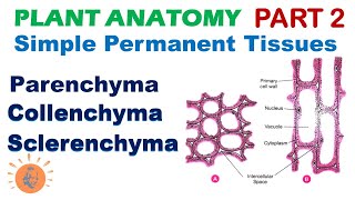 Plant Anatomy 2  Parenchyma  Collenchyma  Sclerenchyma  Simple Permanent Tissues [upl. by Gillian]