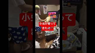 【情報量多すぎｗｗｗｗｗ】AB型の変わり者人間がオトナブルーをプレイ😂😂😂【おうち太鼓】funnyvideos game asmr [upl. by Laith999]