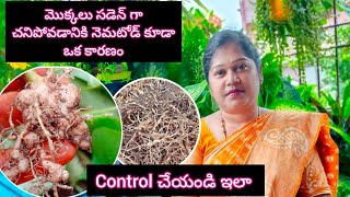 Nematodes attackampcontrol in telugu  about nematode root knot nematodes [upl. by Hairej]