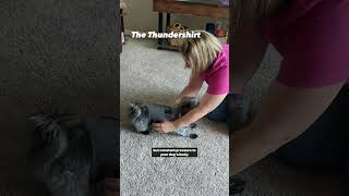 The Thundershirt for Dog Anxiety 😰❤️ pets doganxiety [upl. by Oicatsana213]