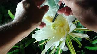 How to hand pollinate the dragon fruit flower [upl. by Narcis]