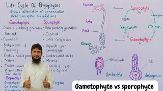 Division bryophyta  Gametophyte and sporophyte in bryophyte [upl. by Tuchman]