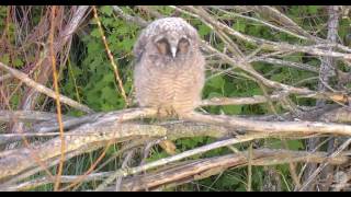 Long Eared Owl  with sound [upl. by Chad]