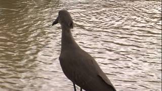 hamerkop Scopus umbretta [upl. by Adnilre800]