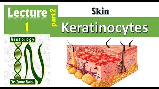 1b Histology of the epidermis part2Keratinocytes and epidermal layers Skin [upl. by Afinom]