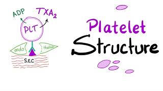 Human Body  What are Platelets and How they work [upl. by Reeves]