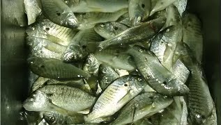 Two ways to catch fish from pier Cherry Grove  North Myrtle Beach [upl. by Ynehpets37]