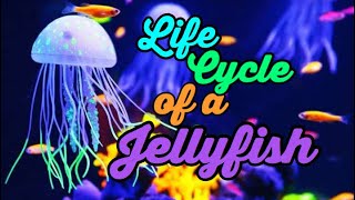 How does a Jellyfish Reproduce  Life Cycle of Jellyfish [upl. by Ateval382]