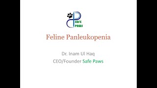 Panleukopenia infection in cats [upl. by Aiza]