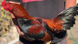 Best Asil Broodcocks 2021 Gamefowl [upl. by Dnomhcir]