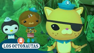 Los Octonautas Oficial En Español  Temporada 1  Episodio 1 completo [upl. by Namurt]