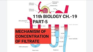 Biological Classification Class 11  Biology  For NEET  Full Revision In 20 Minutes [upl. by Nissy]