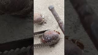 Amazing Casting Melting Aluminum into Snail out of Scrap Perfect Restore shorts viralvideo reels [upl. by Silsby378]