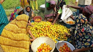 200 KG Tomato Pickles Cooking For Kids amp Villagers  Tasty Spice Tomato Chutney Prepared By Women [upl. by Airtemad470]