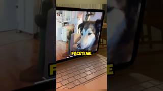 Dogs FaceTime each other ❤️ shorts [upl. by Sink832]