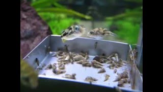 Dwarf puffers eating Malaysian Trumpet Snails [upl. by Eelasor]