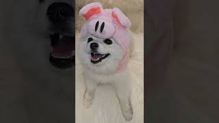 Piggy Chanel 🐷🎀🐾 shorts funny puppy pomeranian chanel cute doglover perritos comedy pets [upl. by Idalina]