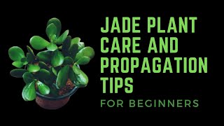 CRASSULA OVATA  JADE PLANT  CARE TIPS [upl. by Anirahtak934]