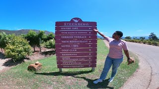 DISCOVER THE HIDDEN GEMS OF STEENBERG WINE FARM  steenbergwinefarm constantiawineregion wine [upl. by Omiseno]