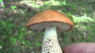 Leccinum Mushroom Leccinum subglabripes Closeup [upl. by Waite]