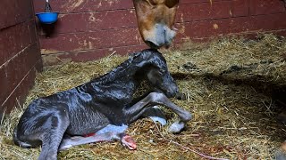 Full foaling video Morning Glory is born [upl. by Harmony306]