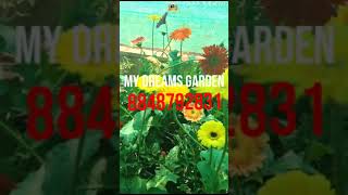 💐 Beautiful Hybrid Gerbera Plants   All india courier gerbera shorts [upl. by Sucul]