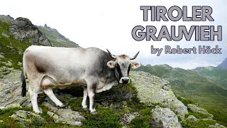 Wissenswertes über das Tiroler Grauvieh  Tyrolean Grey Cattle  Razza Grigio Alpino Tirolese Höck [upl. by Noemis]