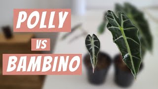 Alocasia Polly vs Alocasia Bambino  Differences plant patents and who gets to name the plants [upl. by Eerrehc318]