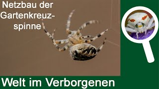 Netzbau der GartenKreuzspinne Araneus diadematus [upl. by Schurman]