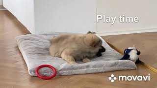 Eurasier puppy 8  12 weeks [upl. by Hazel]